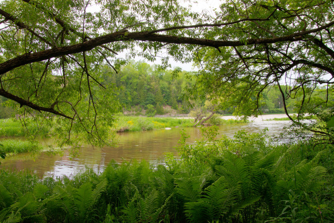 Обои картинки фото природа, реки, озера, река, лес