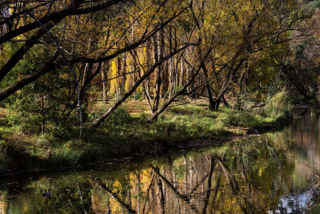 Обои картинки фото природа, реки, озера, река, лес