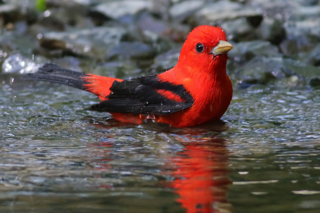 Обои картинки фото животные, птицы, птичка