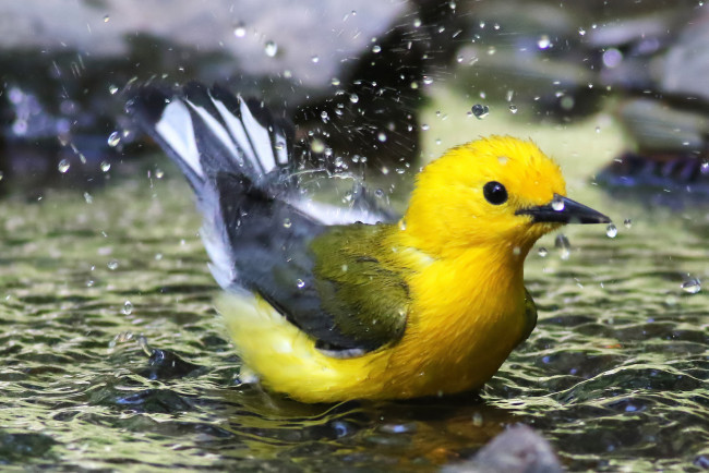 Обои картинки фото животные, птицы, птичка