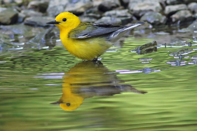 Обои картинки фото животные, птицы, птичка