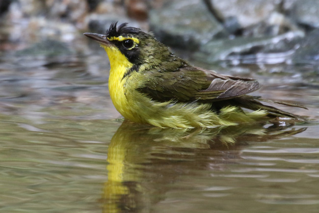 Обои картинки фото животные, птицы, вода, птица