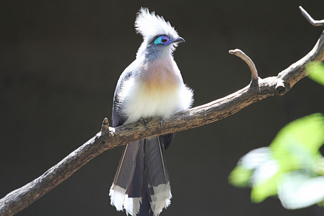 Обои картинки фото животные, птицы, забавная, перья, окрас, птица