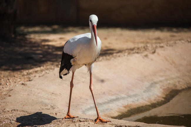 Обои картинки фото животные, журавли, лапы, перышки, цапля, клюв