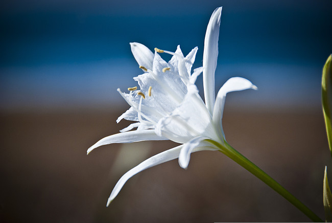 Обои картинки фото цветы, лилии,  лилейники, макро, лилия, природа, лепестки