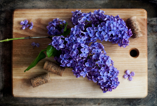 Обои картинки фото цветы, сирень, цветение, сиреневые, лепестки