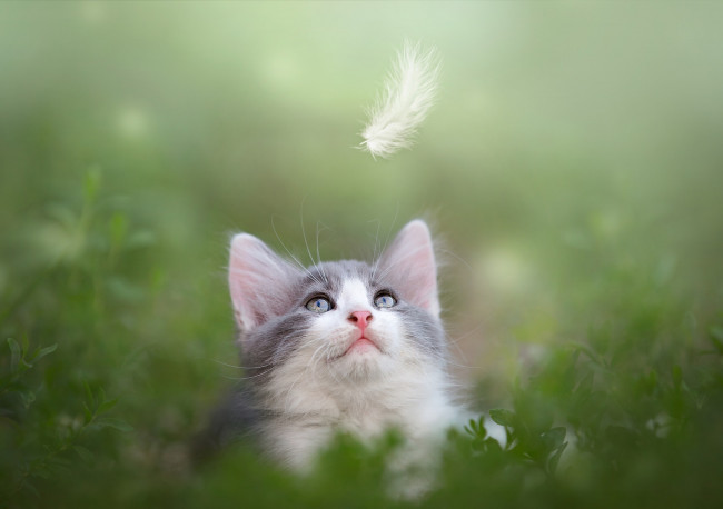 Обои картинки фото животные, коты, листья, животное, перо, мордочка, зелень, котёнок, природа