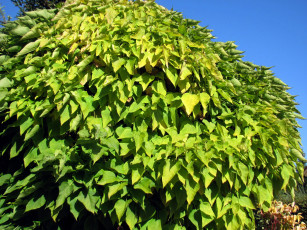 Картинка природа деревья крона