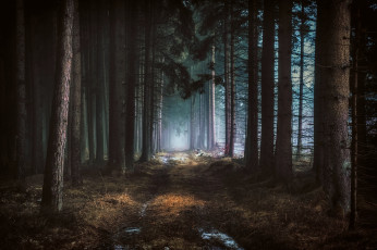 Картинка природа лес