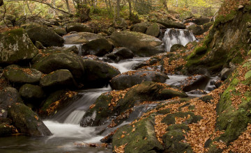 Картинка природа реки озера ручей мох листья камни лес