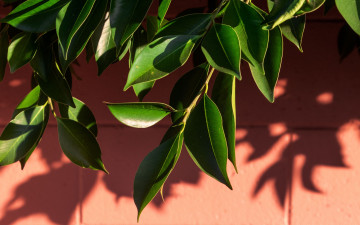 Картинка природа листья зеленые ветка