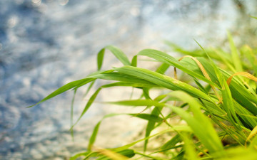 Картинка природа макро облака небо трава