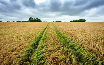 Картинка природа поля поле колосья урожай