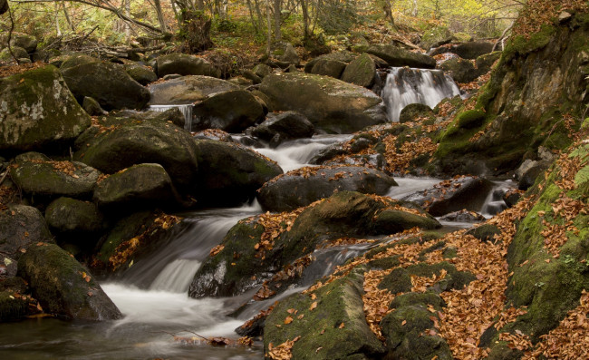 Обои картинки фото природа, реки, озера, ручей, мох, листья, камни, лес