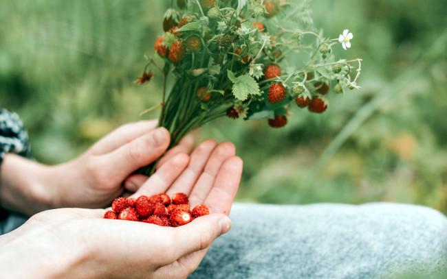 Обои картинки фото еда, клубника,  земляника, земляника