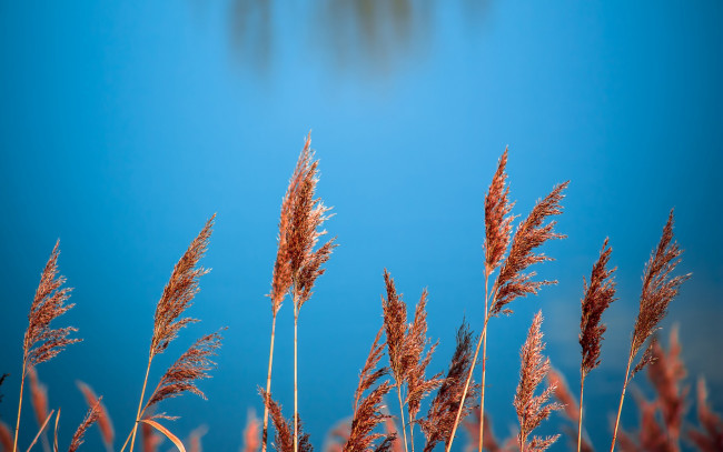 Обои картинки фото природа, реки, озера, вода, метелки, камыши