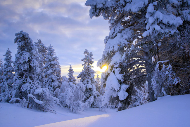 Обои картинки фото природа, зима, снег