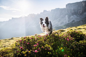 Картинка животные собаки собака