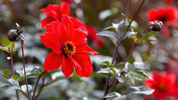 Картинка цветы георгины алые