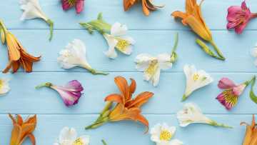 Картинка цветы разные+вместе лилейники альстромерия