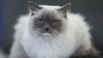 Картинка животные коты кот кошка