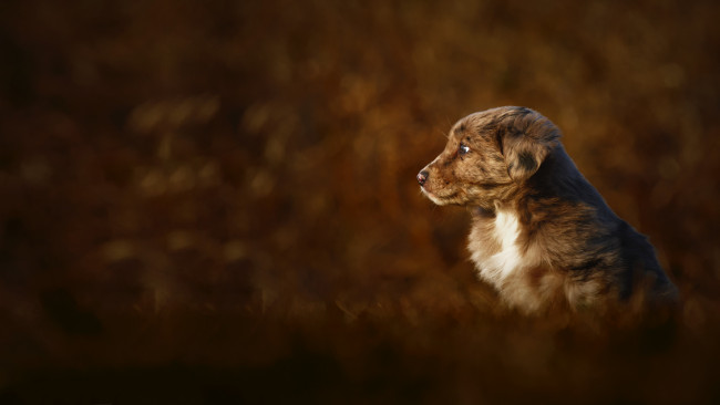 Обои картинки фото животные, собаки, щенок, осень