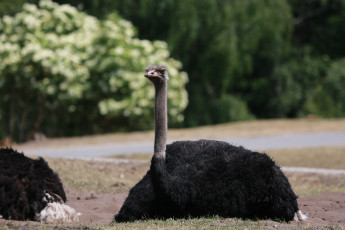 Картинка животные страусы птица