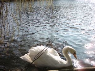 Картинка лебедь животные лебеди