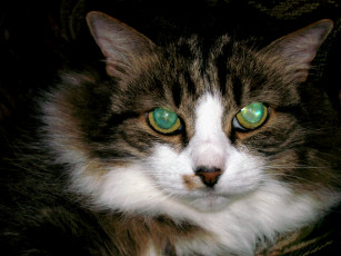 Картинка животные коты