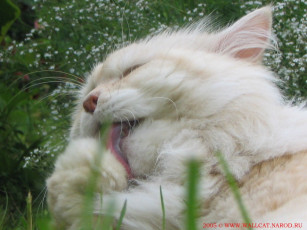 Картинка животные коты