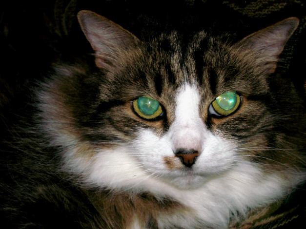 Обои картинки фото животные, коты