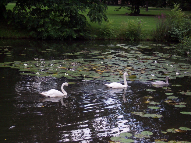 Обои картинки фото животные, лебеди