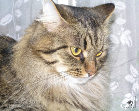 Картинка люсинда животные коты