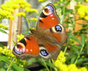 Картинка животные бабочки