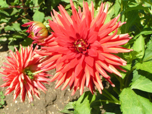 Картинка цветы георгины