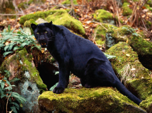 Картинка dark stare black leopard животные пантеры