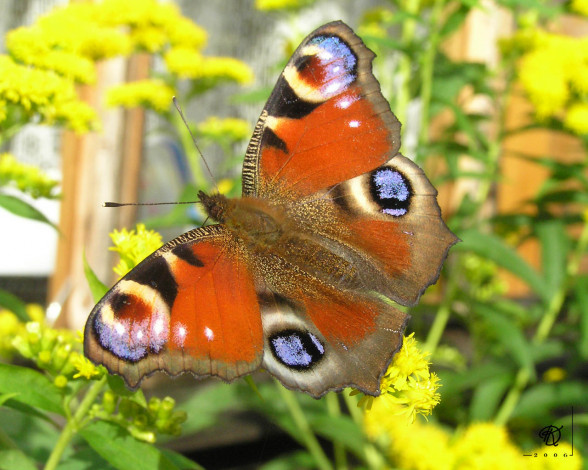 Обои картинки фото животные, бабочки