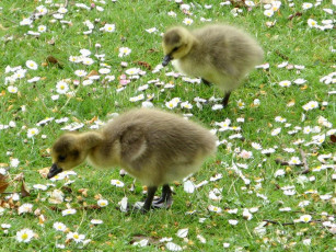 Картинка животные гуси