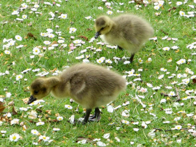 Обои картинки фото животные, гуси