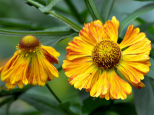 Картинка цветы гайлардии гелениумы