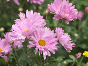 Картинка цветы хризантемы