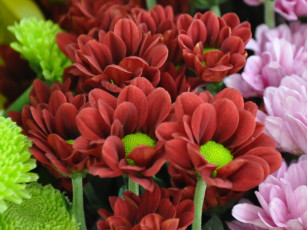 обоя цветы, хризантемы