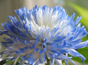 обоя цветы, хризантемы