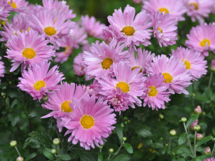 Картинка цветы хризантемы