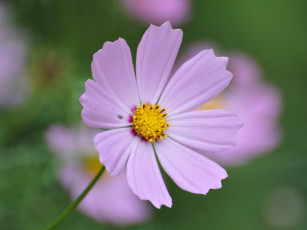 Картинка цветы космея