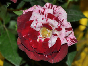 Картинка цветы розы