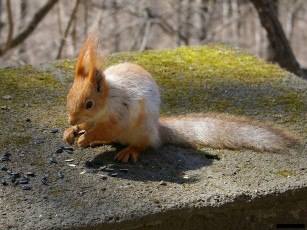 Картинка животные белки