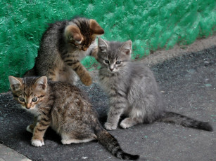 Картинка животные коты