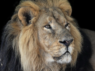 Картинка животные львы