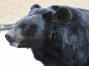 Картинка животные медведи